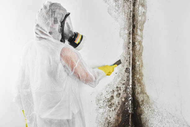 Best Mold Damage Repair  in Webster, TX