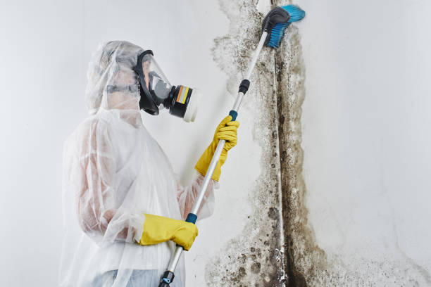Mold Testing and Removal in Webster, TX