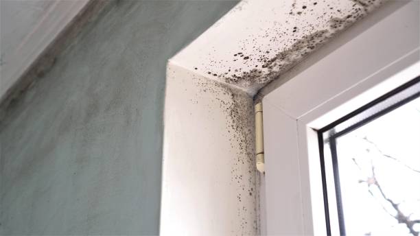 Home Mold Removal in Webster, TX