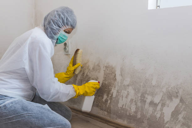 Best Certified Mold Removal  in Webster, TX