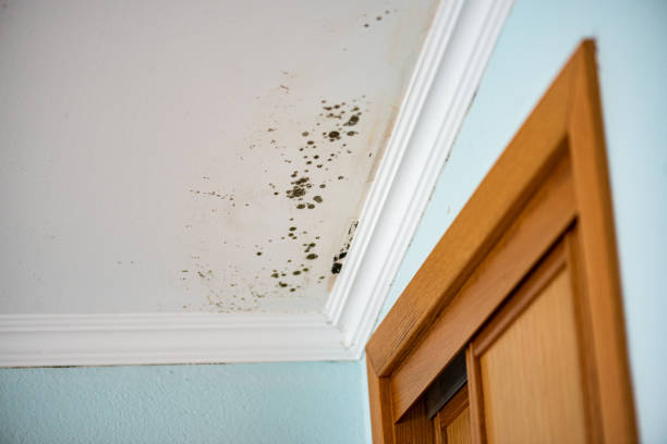 Best Mold Damage Repair  in Webster, TX