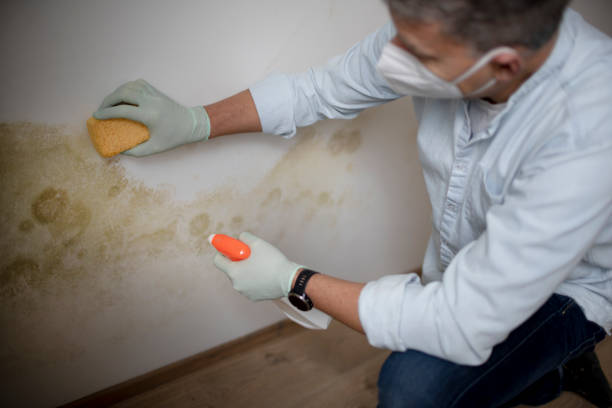 Webster, TX Mold Removal Company