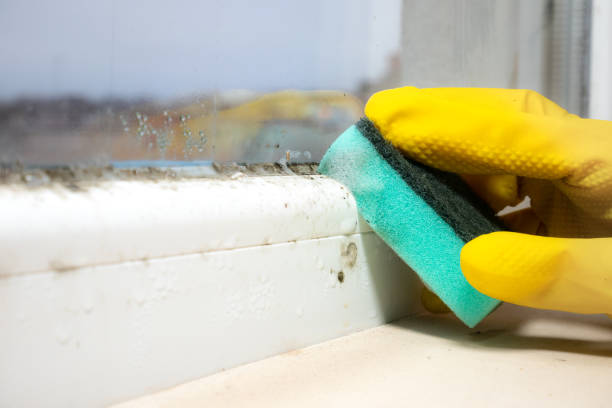 Office Mold Removal Services