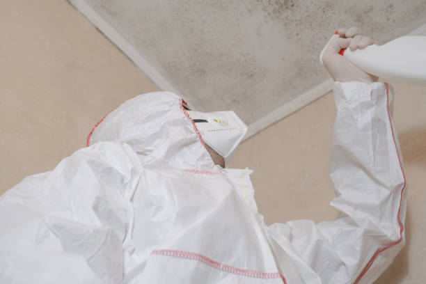 Best Mold Cleaning Services  in Webster, TX