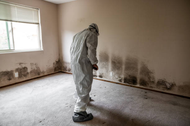 Best Attic Mold Removal  in Webster, TX