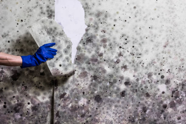 Best Fast Mold Removal  in Webster, TX