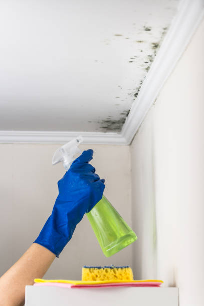 Best Local Mold Removal Service  in Webster, TX